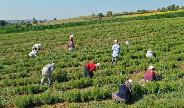 Kocaeli'de tıbbi ve aromatik bitkilerin hasadı başladı