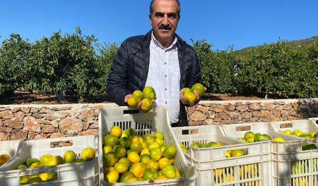 Satsuma mandalinanın ihracat yolculuğu gün sayıyor