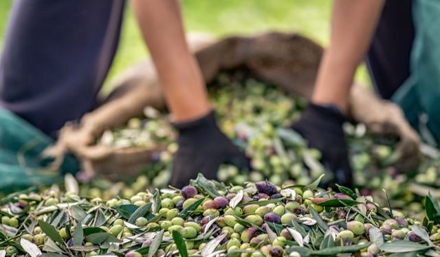 Sofralık zeytin ihracatı 100 bin tonu aştı