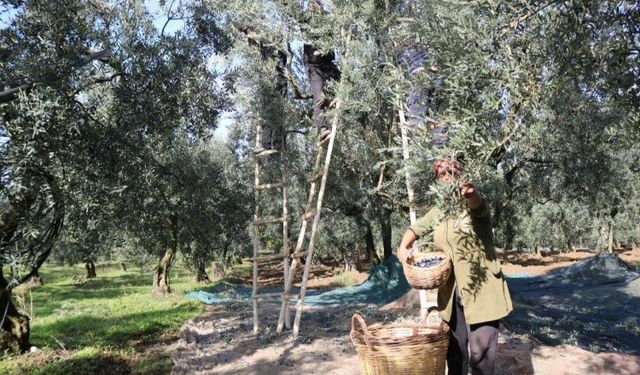 Zeytin alım fiyatları belli oldu... Tavan 110 TL, taban 47 TL