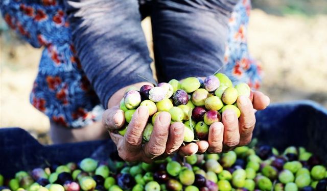 Zeytinde yüzler gülüyor! Sıra festivalde