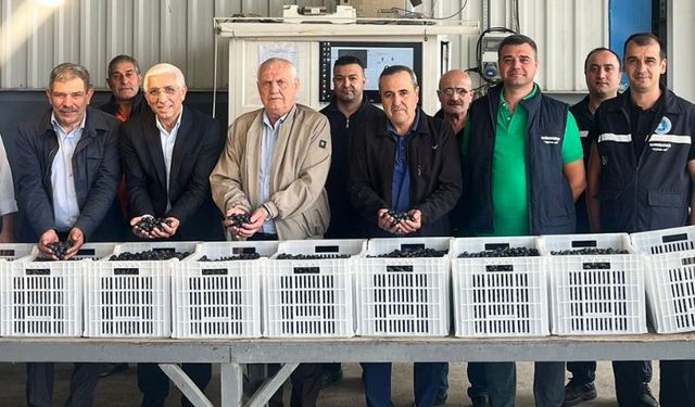 Marmarabirlik'ten zeytin üreticilerine ikinci dilim ödeme 24 Kasım'da