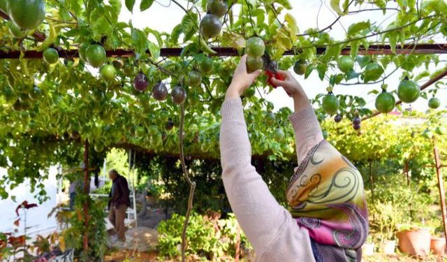 Passiflora üreticilerinin hasat sevinci