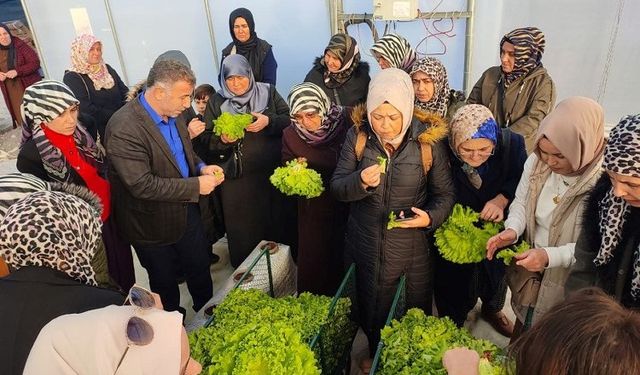 Kocaeli'nde topraksız tarıma kadın çiftçilerden yoğun ilgi