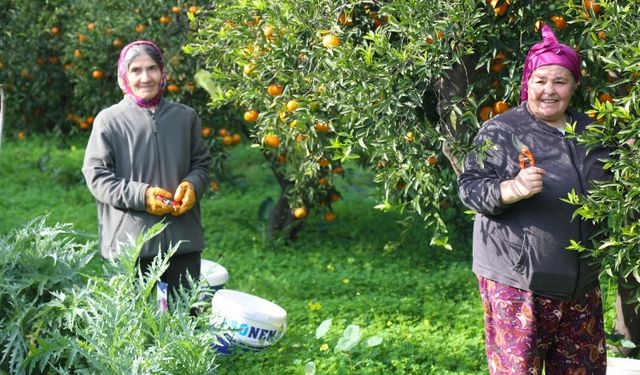 Mandalin hasadında imece ruhu canlandı