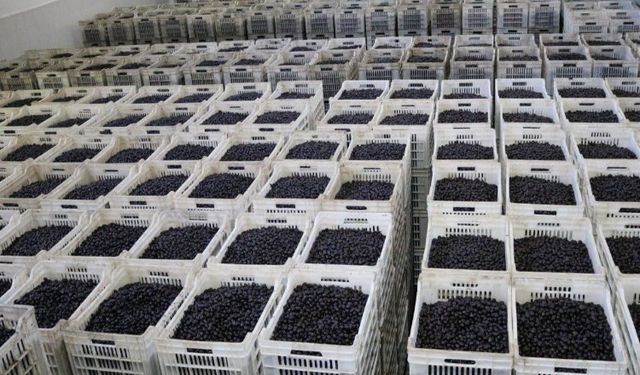 Zeytin üreticisi ortaktan 2,8 milyar TL'lik teslimat