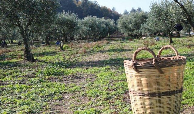 Zeytin üreticisine ürün bedellerinin yarısı yatırılıyor