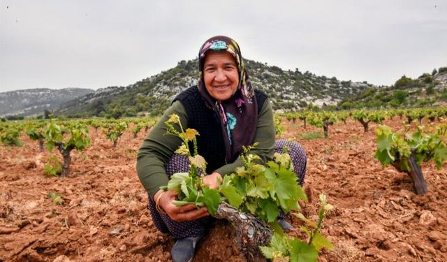 Çiftçinin yüzü organikle gülüyor