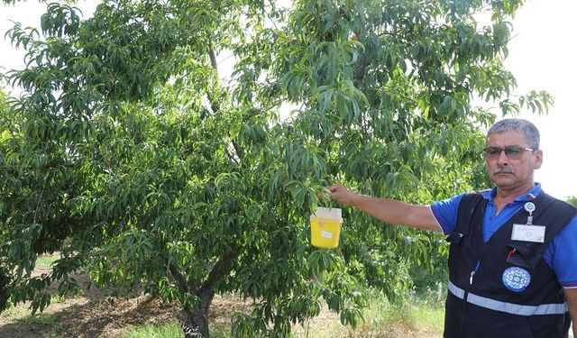 Narenciye ihracatına Muğla Büyükşehir desteği