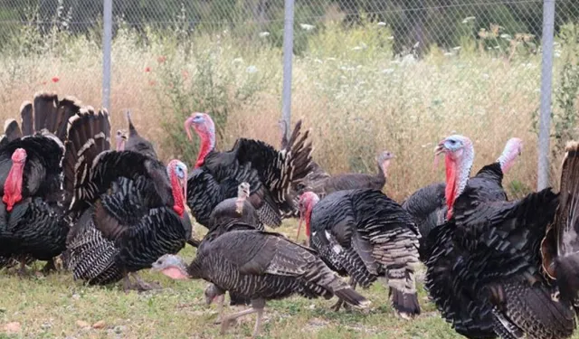 Hindi eti üretimi  8 ayda yüzde 17,1 arttı