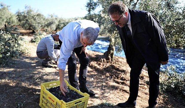 Mudanya Belediyesi zeytin üreticisinin yanında