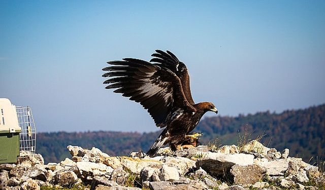 Ormanya'da Tedavi Edilen Kaya Kartalı, Doğal Yaşam Alanına Salındı