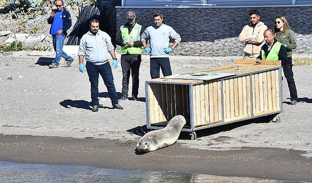 Tedavisi tamamlanan Akdeniz foku mavi sularla buluştu