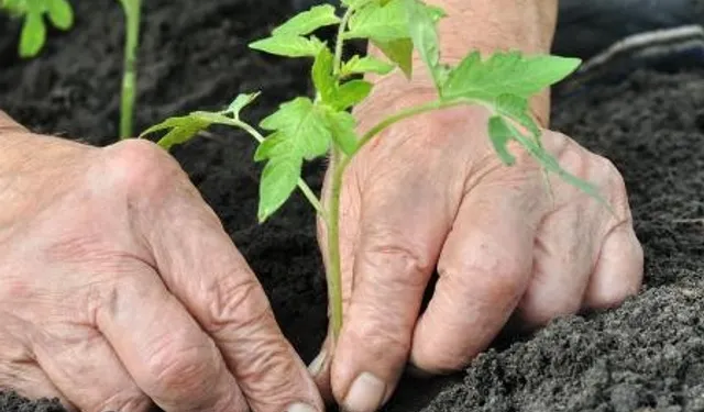 Alzheimer’da bahçeyle uğraşmak hastalığı yavaşlatabilir