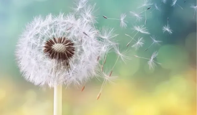 Çocuklarda polen alerjisi alarmı