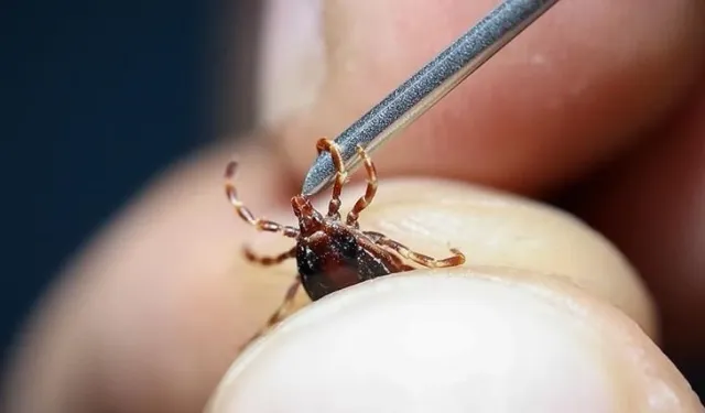 Uzmanı uyardı…Grip sandığınız ölümcül kene ısırığı olabilir!