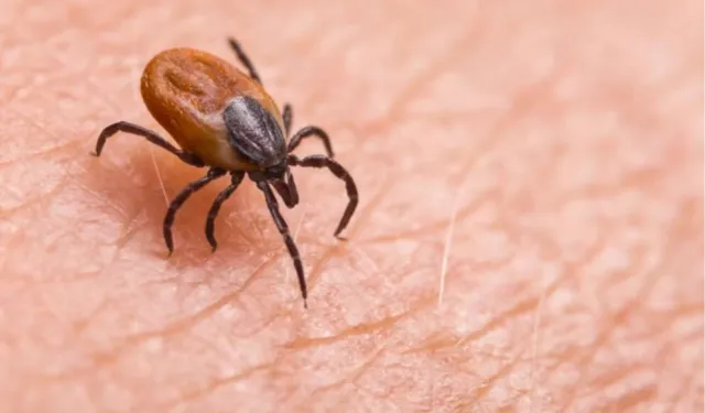 Yaz geldi, kenelere dikkat! KKKA tehlikesine hayati uyarı
