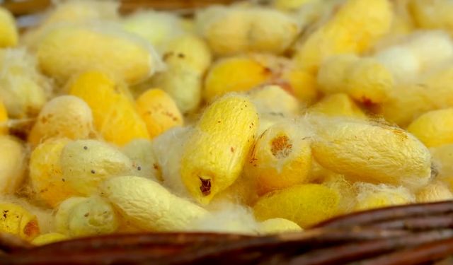 Hatay Sarısı İpeği’ne Coğrafi İşaret…