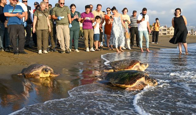 Tedavi Edilen Carettalar Özgürlüğüne Kavuştu
