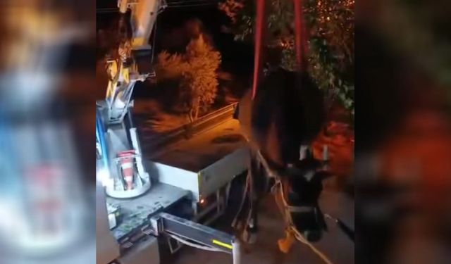Dama Çıkan İnek Vinçle İndirildi!