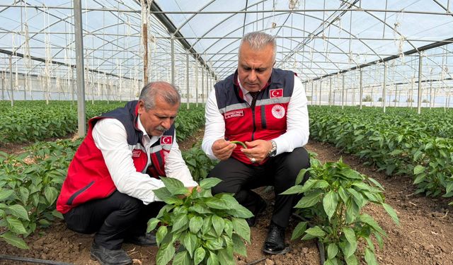 Biber ve Karnabahar Üreticisine İnceleme