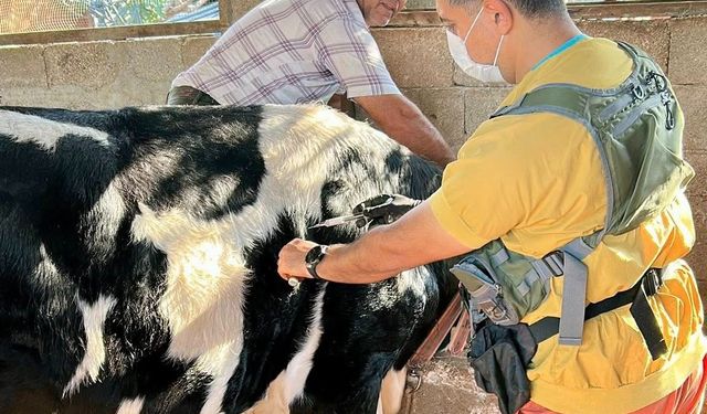 Hatay’da Hayvan Sağlığı Çalışmaları Sürüyor