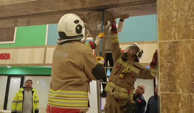 Su Şelalesi platformuna giren kedi seferberliği