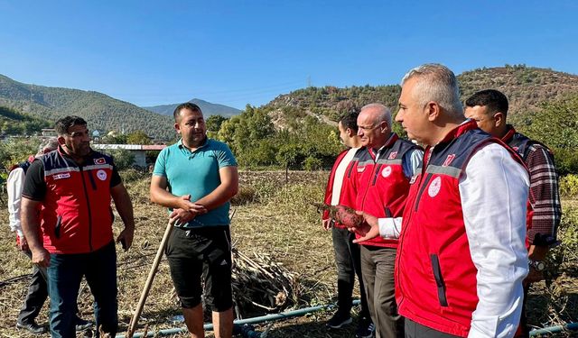 Tatlı patates de hasat zamanı
