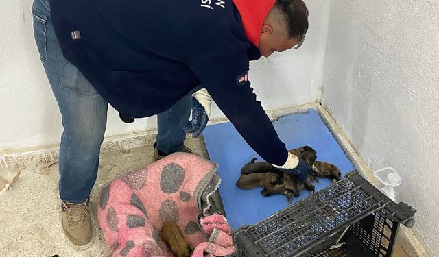 Yavru Köpekler Sokağa Terkedildi