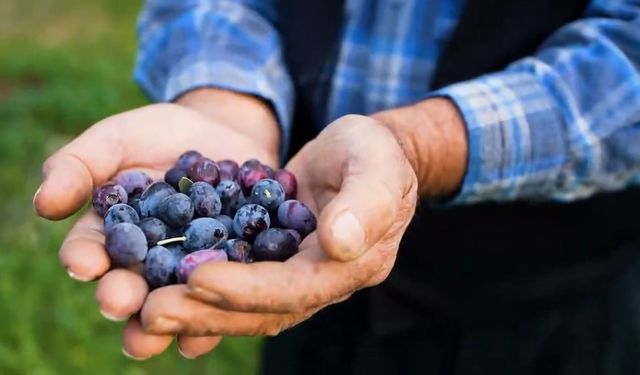 Hatay’ın Asırlık Mirası Zeytin’de Hasat Zamanı