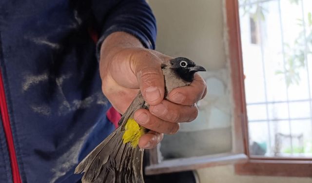 Bacaya sıkışan kuş kurtarıldı