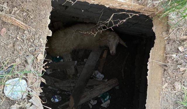 Koyunu düştüğü Kuyudan İtfaiye Kurtardı