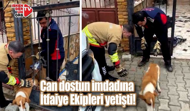Köpek demir kapı korkuluklarına sıkıştı…