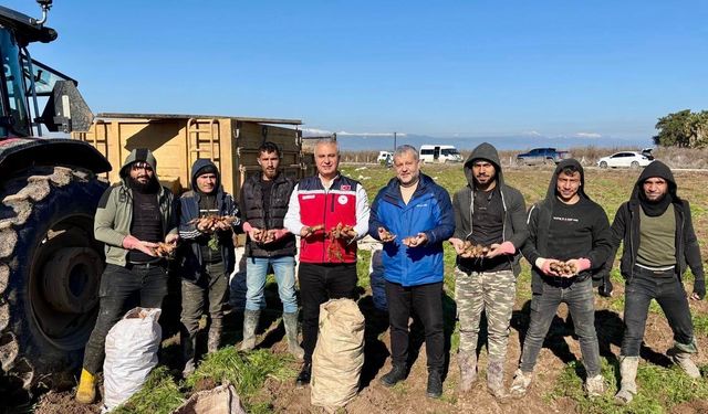 Reyhanlı’da Havuç Hasadı