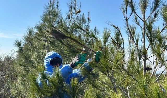 Amanoslarda Çam Kese Böceğiyle Mücadele…
