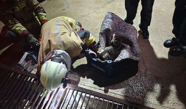 Kedi Yavruları ile Kurtarıldı