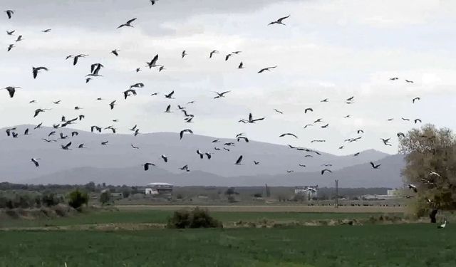 Baharın Müjdecisi Leylekler Hatay Semalarında