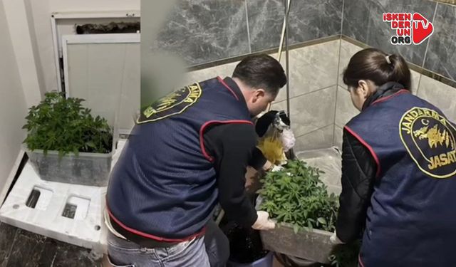 İskenderun’da Saksıda Yasaklı Madde baskını!