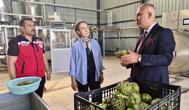 Hatay’da enginar hasadı
