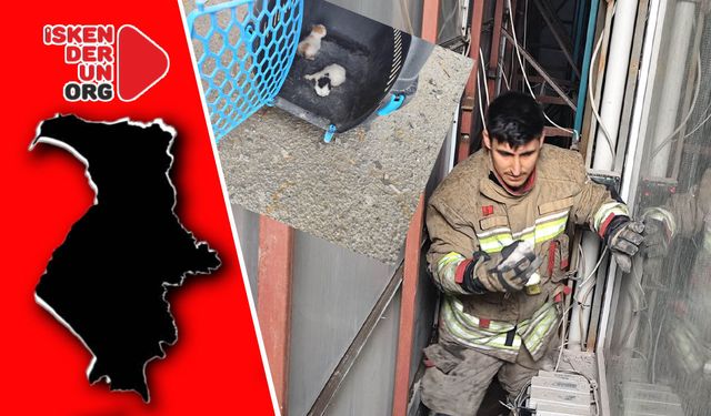 Yavru Kediler Kurtarıldı