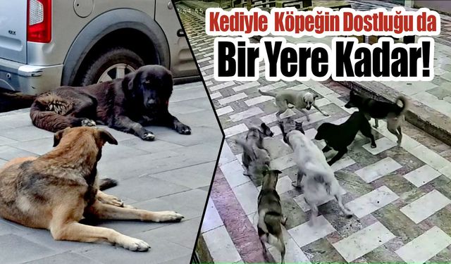 Sahipsiz Köpeklerin Saldırdığı Kedi Telef Oldu…
