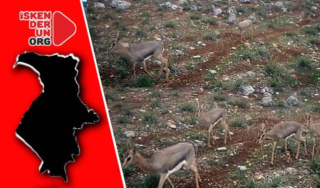 Hatay Dağ Ceylanı Gece Kameralara Yansıdı