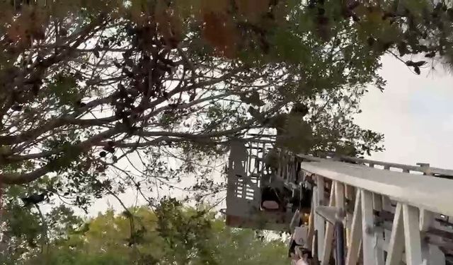 Dala Takılan Güvercini İtfaiye Kurtardı