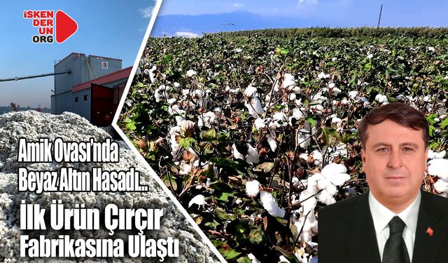 Amik Ovası’nda Beyaz Altın Hasadı Başladı…