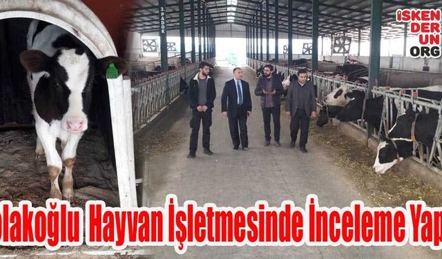 İki Yüz Elli Büyükbaş Hayvan Kapasiteli