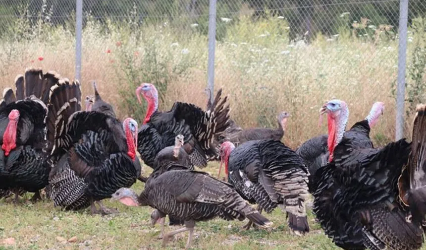 Hindi eti üretimi 9 ayda yüzde 16,7 arttı