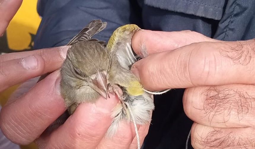 İtfaiyecilerin minik serçe merhameti!