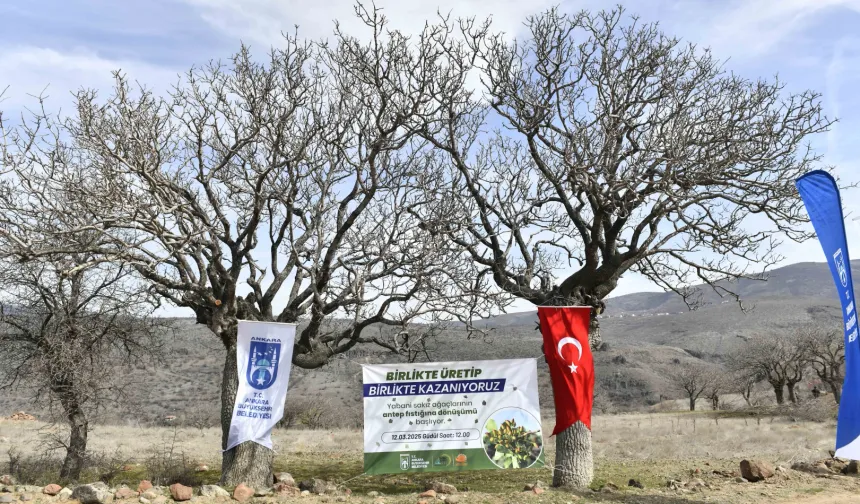 Yabani sakız ağaçları Ankara fıstığı olacak!
