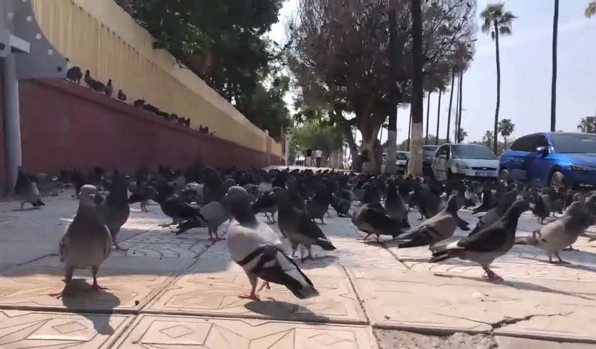 Büyük İskender'in Mirası, Kent Yaşamının Vazgeçilmezi…