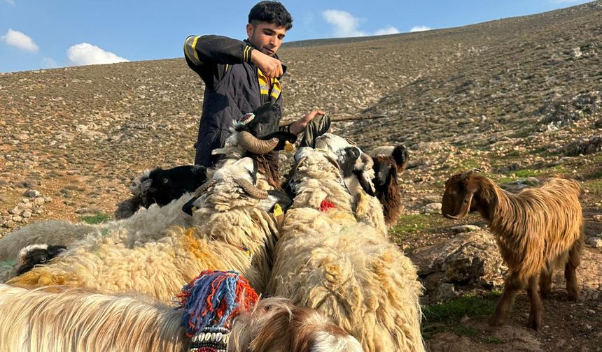Hatay’da Asırlık “Miryah” Geleneği…